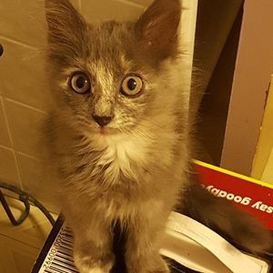 Meet your Posher, Linda